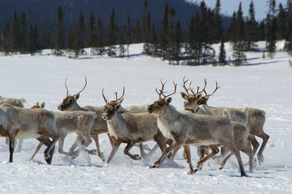Chasse aux caribous d'hiver à Mirage