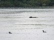 Bear and loons on the La Grande River at Mirage
